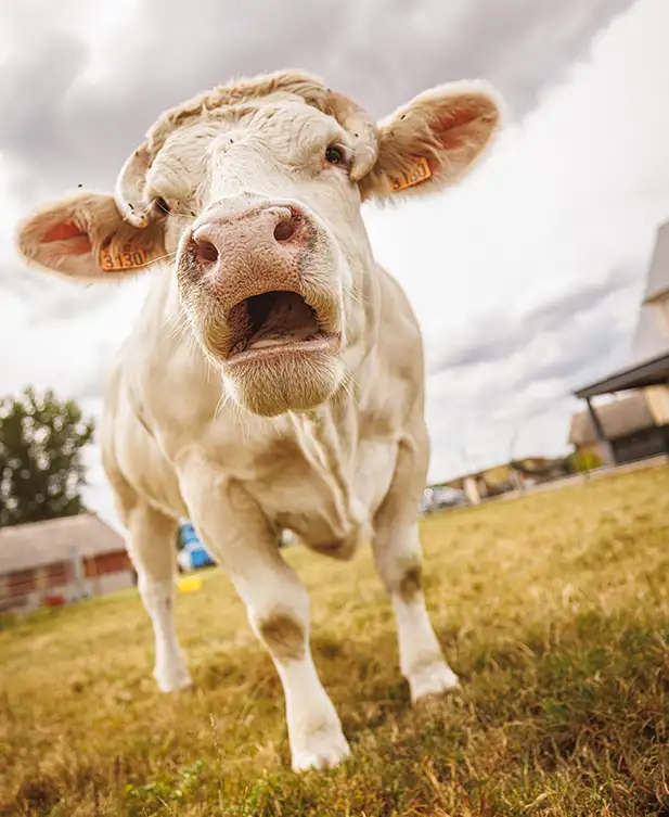 vache en gros plan dans un champ