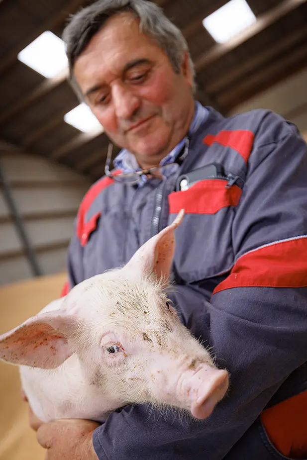 Porc élevé aux Lin dans les bras de son éleveur en Normandie